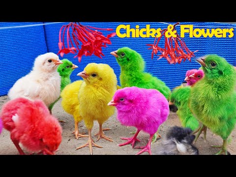 PAINTED MURGI CHICIS Vs Flowers | Baby Chicken | Hen Chicks | COLOUR CHICKS