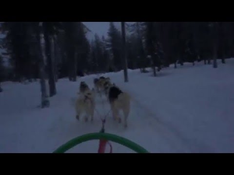 Husky Safari / Jotos, Sallan Poropuisto, Salla/Lapland/Finland  30.12.15