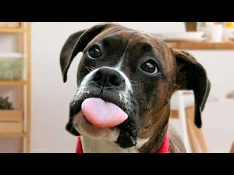 Ultimate Boxer Dog Compilation NEW