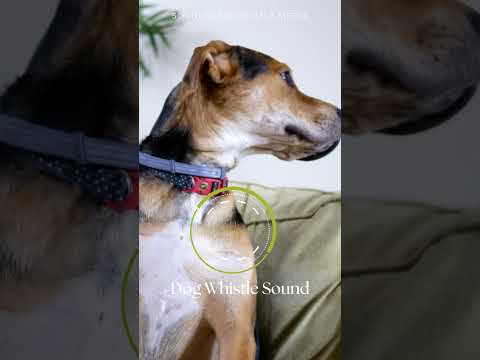 Can Your Dog Hear This?! High Frequency Dog Whistle Noise #dogwhistlesound #soundscapedigitalmedia