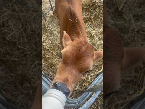 Bottle Feeding a Calf 🍼🐄