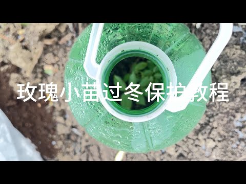 玫瑰小苗冬季如何过冬｜教你做一个简单的防冻罩｜How to keep rose seedlings alive in winter |