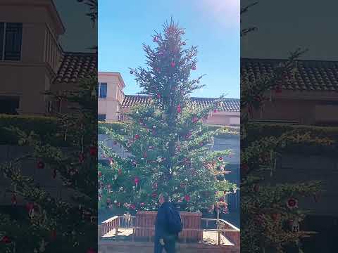 田園調布のクリスマスツリー