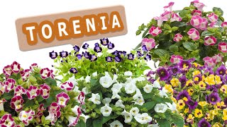 15 TORENIA Wishbone FLOWER, torenia plant varieties