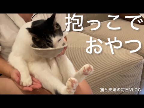 猫と夫婦の毎日VLOG#441 抱っこでチュール