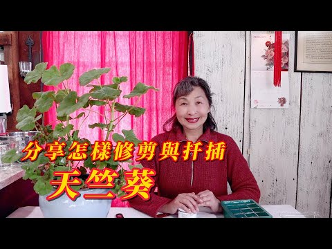 【園藝】分享怎樣修剪並扦插天竺葵｜介紹正在修建的鮮切花花園｜育苗進度跟進｜帶您欣賞後院的雪景，正美！