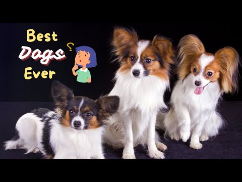 8 Reasons Why YOU Should Get a Papillon Dog