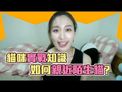 《貓咪實戰知識》#3 想摸貓咪嗎?如何讓貓一摸就愛上~