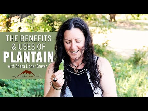 Benefits & Uses of Plantain with Shana Lipner Grover