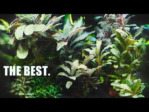 Why BUCE Is THE BEST Plant For Any Nano Tank And Not Just Because It’s Tiny