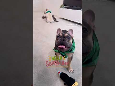 Happy September, Friends! | Max and Bo | Frenchie Trekker TV #Dog #Puppy