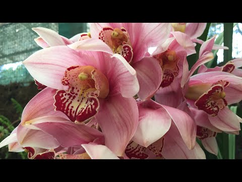 ORCHID FLOWER | GANGTOK | FLOWER SHOW | PART -5