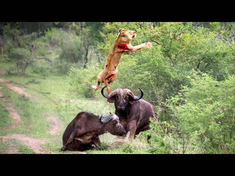 挑む相手を間違えた動物たち！