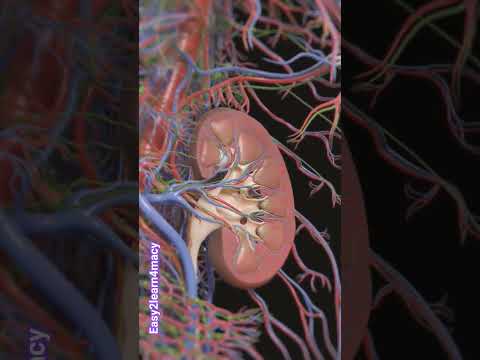 #yt #shorts #short #trendingshorts #trending #viral #motivation #kidney #study #pharmacy #ytshort