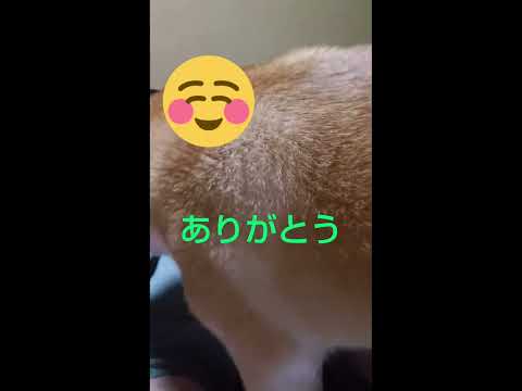 推しのアンちゃんのベッド！