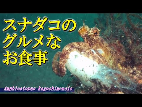 【 スナダコ 】タコは吸盤で味わって食料を集める　Amphioctopus kagoshimensis