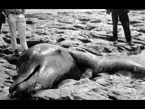 4 Sea Monster Carcasses and their Explanations