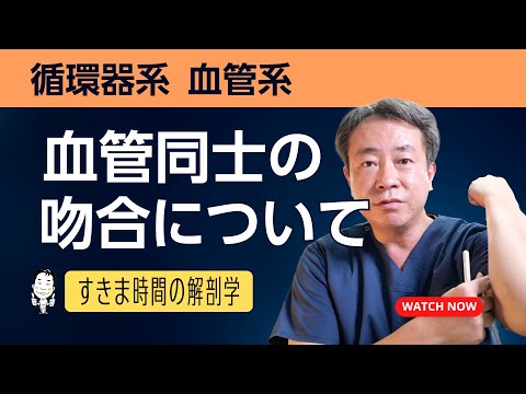 血管同士の吻合について【 #かずひろ先生 #解剖学 】循環器系の解剖学