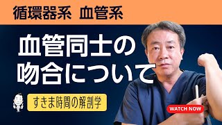 血管同士の吻合について【 #かずひろ先生 #解剖学 】循環器系の解剖学