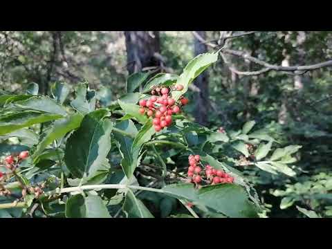 СОБИРАЕМ С ДОЧКОЙ ЛЕСНЫЕ ТРАВЫ.