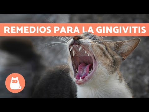 4 REMEDIOS CASEROS para la GINGIVITIS en GATOS 🐱✅ | Tratamiento Para la Gingivitis en Gatos