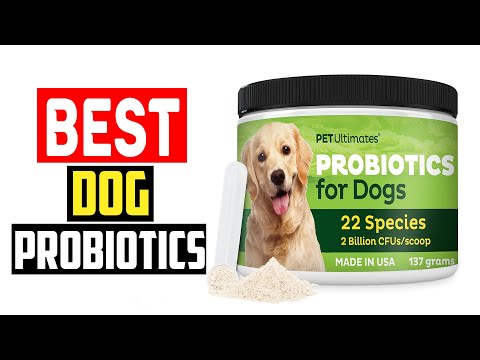 ✅Top 5 Best Dog Probiotics in 2024