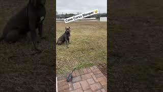 Cane Corso Blooper 😅 #funnydogs