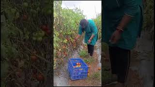 #tamoto #harvesting #farming #land #ytshorts #yiutubeshort #ytviral #yt