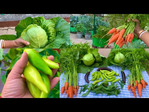 Harvesting Organic Vegetables From My Organic Vegetable Garden / Organic Terrace Gardening