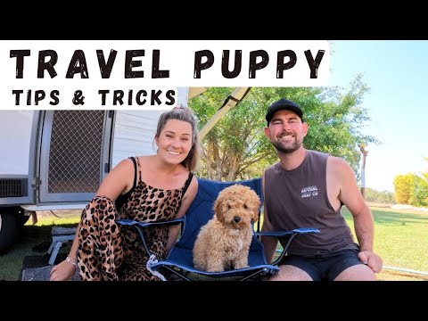 Puppy Training in a Caravan | WISH WE KNEW BEFORE