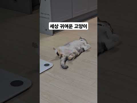 #고양이 #cat #스코티쉬폴드