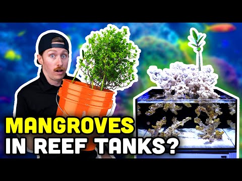 Adding MANGROVES to REEF TANKS! Our Tips and Store Display Update!