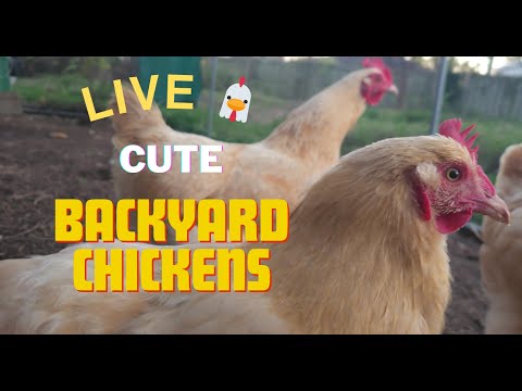 Indiana Backyard Chickens LIVE Animal Cam 24/7 - Christmas Stream