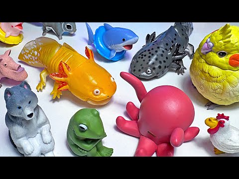 SUPER CUTE Animals! Axolotl, Octopus, Polar Bear, Frog, Shark, Wolf, Elephant, Bear, Pig