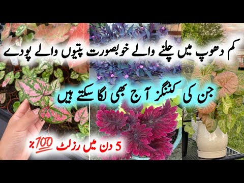 Best 10+ Shade Loving Plants/Colourful Foliage Indoor Plants/Best Decorative Indoor Plants