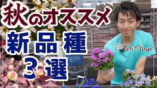 【新品種】この秋 寄せ植えするならこの花だ！！秋おすすめ新品種3選！！