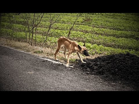 starving stray dog, emaciated from malnutrition, tried eating dirt by the road to fill his stomach.