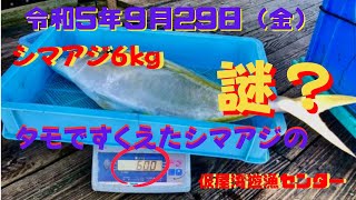 仮屋湾遊漁センターの2023年9月29日の釣果情報です！今回は、前編としてシマアジのポイントでの釣果報告と釣り方の解説をします。