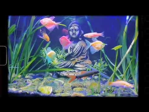 🔴Customize Aquarium Available.Starting price only - 160*Contact Us