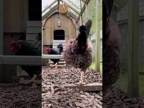 The Private Lives of Poultry #funnychickens #funnychickenvideos