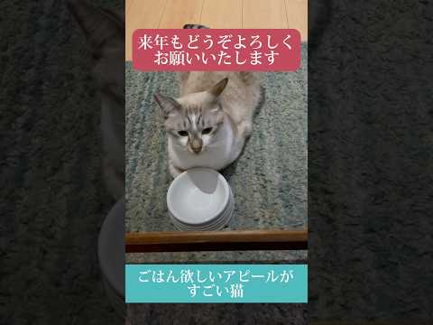 ごはん食べたすぎて餌入れの前で待つ猫 #shorts