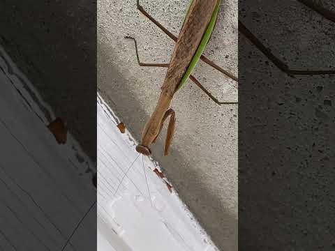 Praying mantis has a long neck and very attentive to attack new prey.