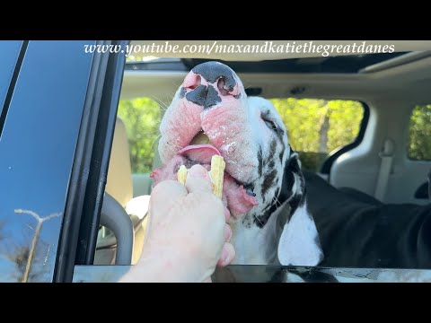 Funny Great Dane Puppy's First Slow Motion Ice Cream Cone Crunch Cam