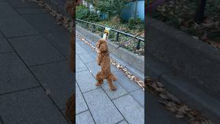 歩くトイプードル、帰り道。 #犬 #いぬ #dog #散歩 #トイプードル #toypoodle #二足歩行 #shorts