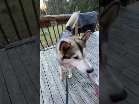 Sunset Mealtime At The Cabin #malamutelovers,#alaskanmalamutes #dog