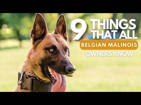 Belgian Malinois Owners Can Relate