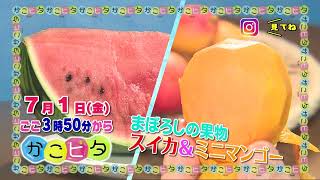 7月1日(金)☆かごピタ 指宿市山川で見つけた“幻の果物”とは！