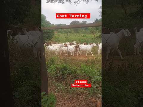 Free range female goats! 👌 Great breeds. #farming #shorts #goatsfaming #uganda