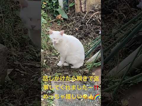 白ちゃん瞬きでお返事可愛いの巻🤣👍#ねこのいる暮らし #ねこ動画 #cat #のら猫 #白猫