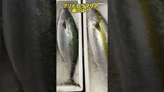 ブリとヒラマサの違い、言えますか？？#釣り #仕入れ #魚 #豊洲市場 #ブリ #ヒラマサ